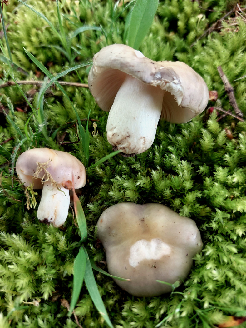 Photo by Sarah Ebdon Russula ionochlora by Sarah Ebdon